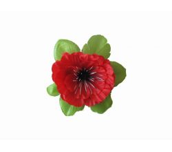 Hairpin Field Poppy