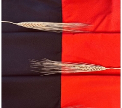 Прапори УПА